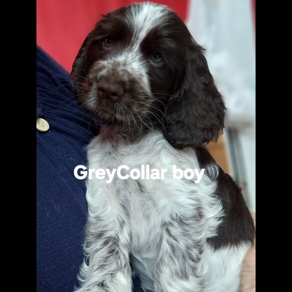 Cocker Spaniel (Working &amp; Show) - Both