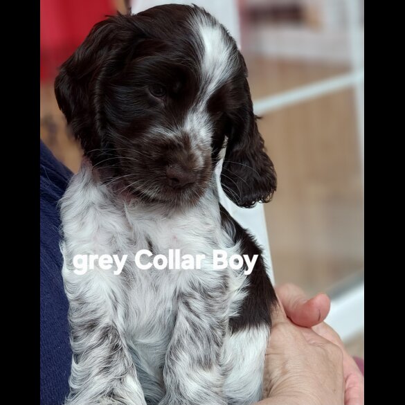 Cocker Spaniel (Working &amp; Show) - Both