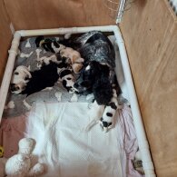 Cocker Spaniel (Working &amp; Show) - Both