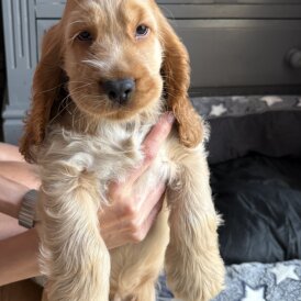 Cocker Spaniel (Working &amp; Show) - Dogs
