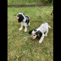 Cocker Spaniel (Working &amp; Show) - Dogs
