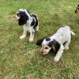 Cocker Spaniel (Working &amp; Show) - Dogs