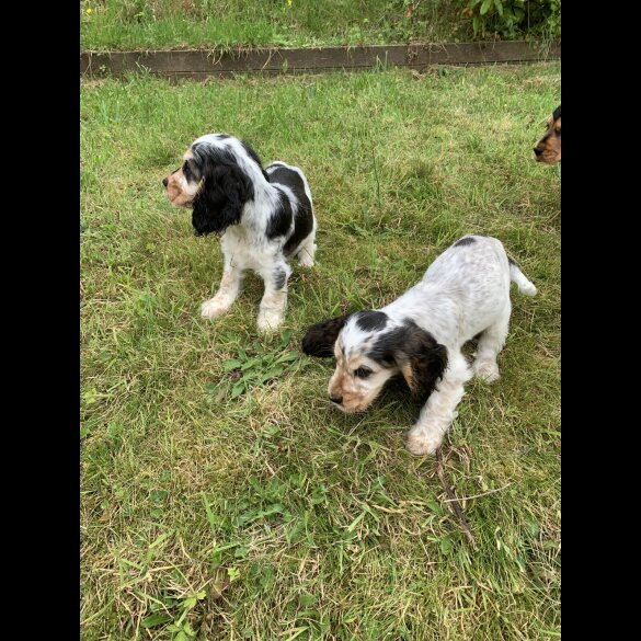 Cocker Spaniel (Working &amp; Show) - Dogs