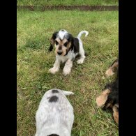 Cocker Spaniel (Working &amp; Show) - Dogs