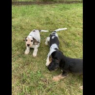 Cocker Spaniel (Working &amp; Show) - Dogs