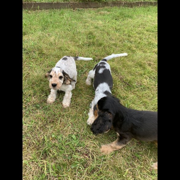 Cocker Spaniel (Working &amp; Show) - Dogs