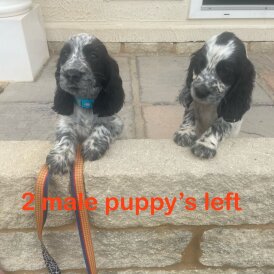 Cocker Spaniel (Working &amp; Show) - Both