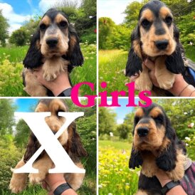 Cocker Spaniel (Working &amp; Show) - Both