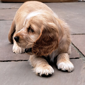 Cocker Spaniel (Working &amp; Show) - Both