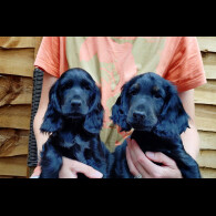Cocker Spaniel (Working &amp; Show) - Both