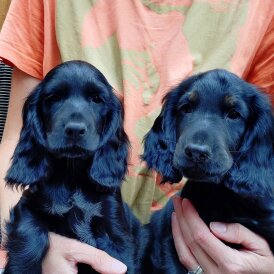 Cocker Spaniel (Working &amp; Show) - Both