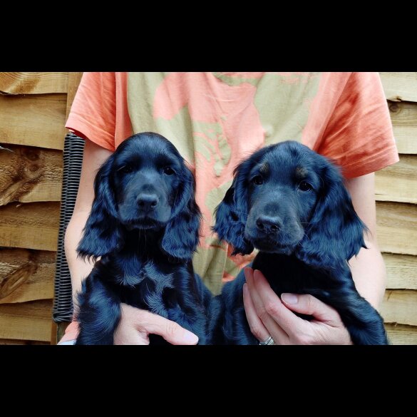 Cocker Spaniel (Working &amp; Show) - Both