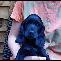 Cocker Spaniel (Working &amp; Show) - Both