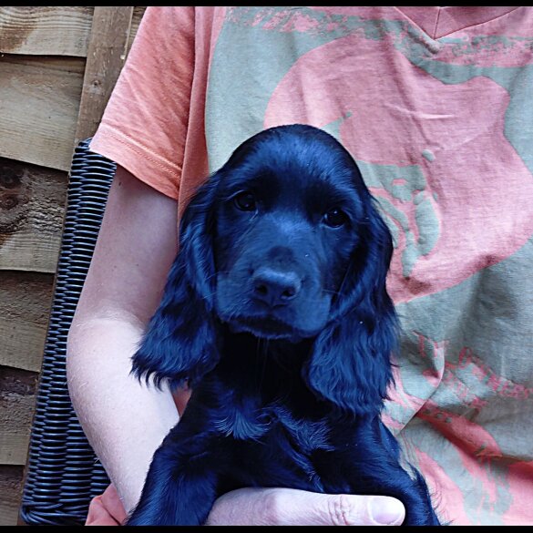 Cocker Spaniel (Working &amp; Show) - Both