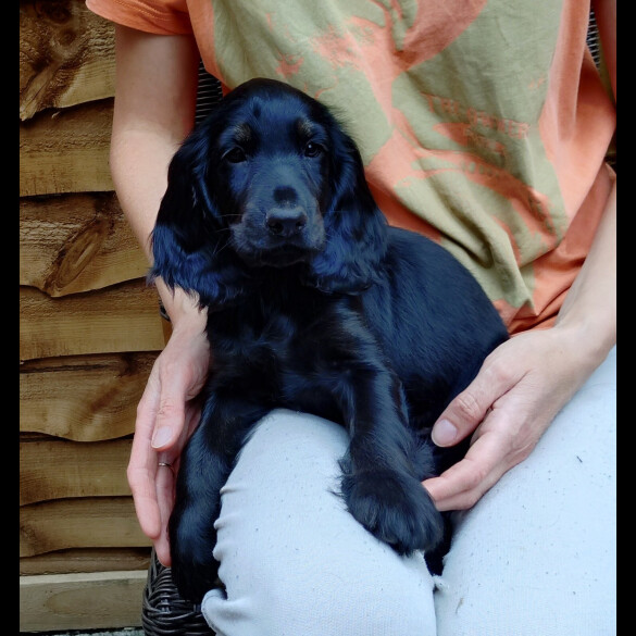 Cocker Spaniel (Working &amp; Show) - Both