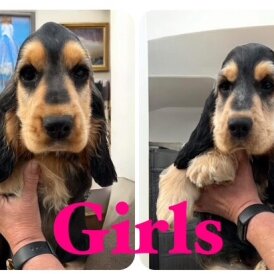Cocker Spaniel (Working &amp; Show) - Both