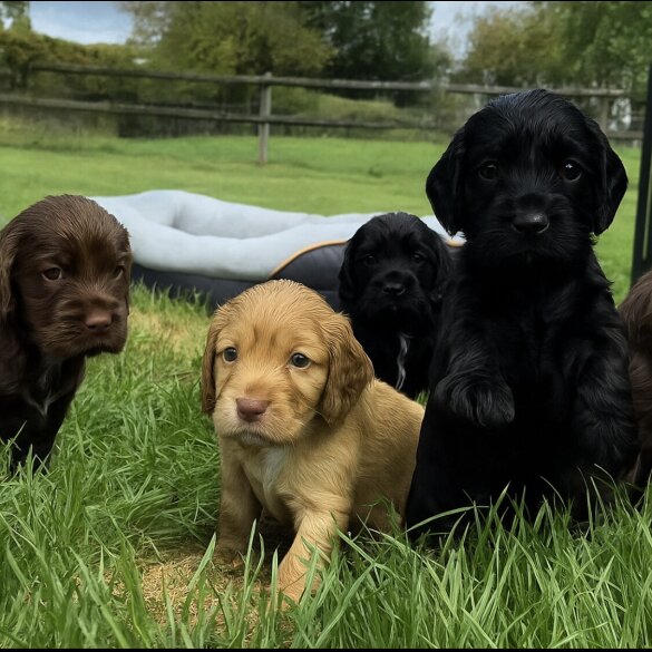 Cocker Spaniel (Working &amp; Show) - Bitches