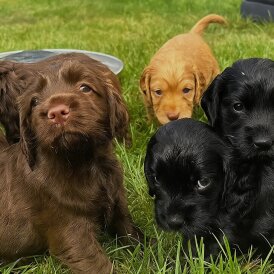 Cocker Spaniel (Working &amp; Show) - Bitches