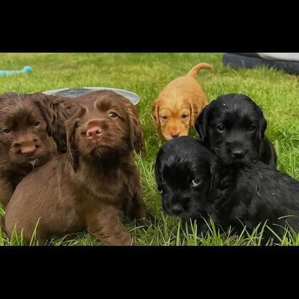 Cocker Spaniel (Working &amp; Show) - Bitches