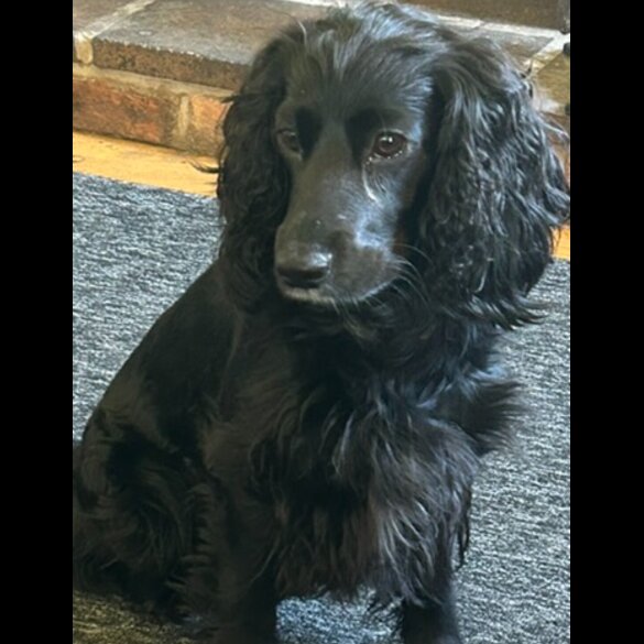 Cocker Spaniel (Working &amp; Show) - Bitches