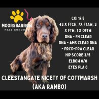 Cocker Spaniel (Working &amp; Show) - Bitches