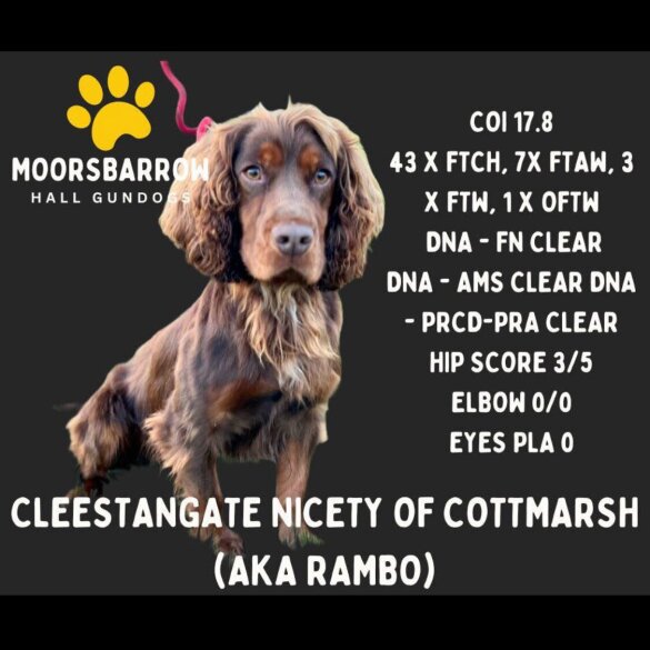 Cocker Spaniel (Working &amp; Show) - Bitches