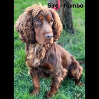 Cocker Spaniel (Working &amp; Show) - Bitches