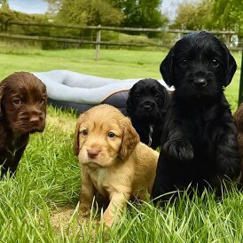 Cocker Spaniel (Working &amp; Show) - Bitches