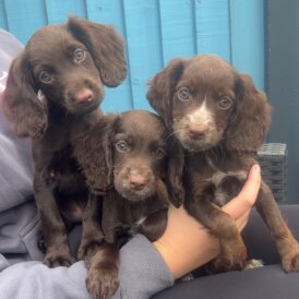 Cocker Spaniel (Working &amp; Show) - Both