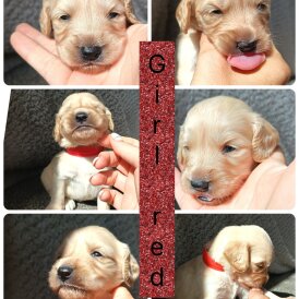 Cocker Spaniel (Working &amp; Show) - Both
