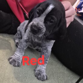 Cocker Spaniel (Working &amp; Show) - Both