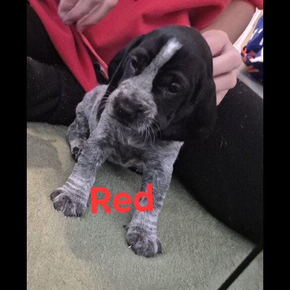 Cocker Spaniel (Working &amp; Show) - Both