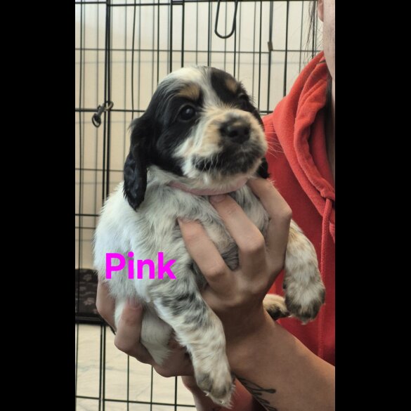 Cocker Spaniel (Working &amp; Show) - Both