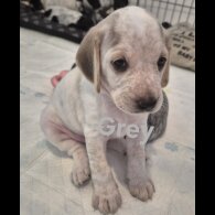 Cocker Spaniel (Working &amp; Show) - Both