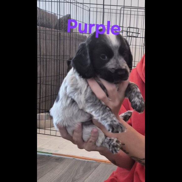 Cocker Spaniel (Working &amp; Show) - Both