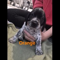 Cocker Spaniel (Working &amp; Show) - Both