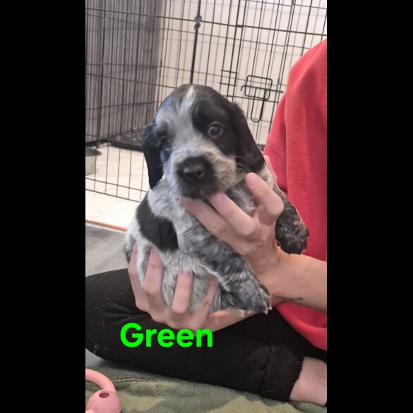Cocker Spaniel (Working &amp; Show) - Both