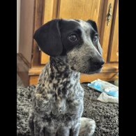 Cocker Spaniel (Working &amp; Show) - Both