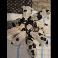 Cocker Spaniel (Working &amp; Show) - Both