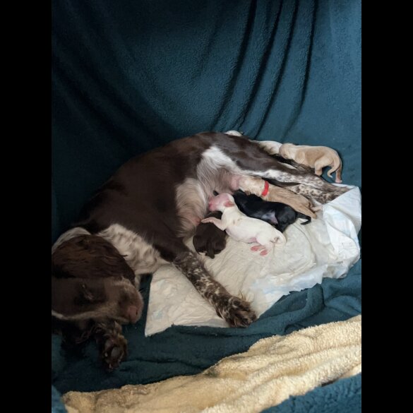 Cockapoo - Both