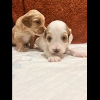 Cockapoo - Both