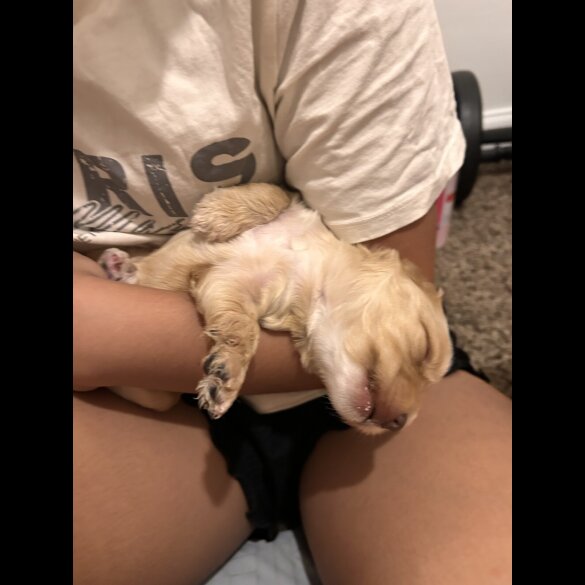 Cockapoo - Both