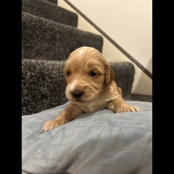 Cockapoo - Both