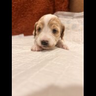 Cockapoo - Both