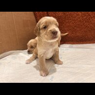 Cockapoo - Both