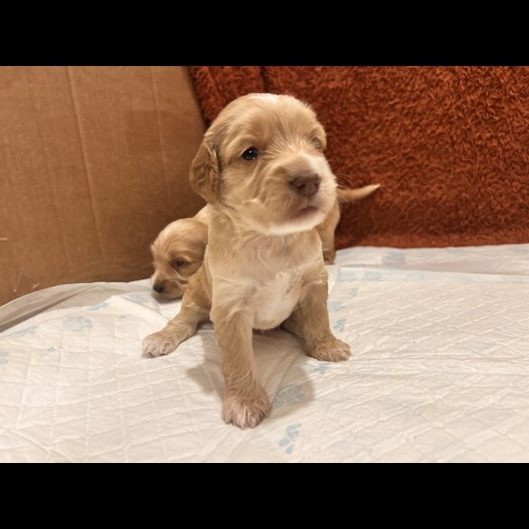 Cockapoo - Both