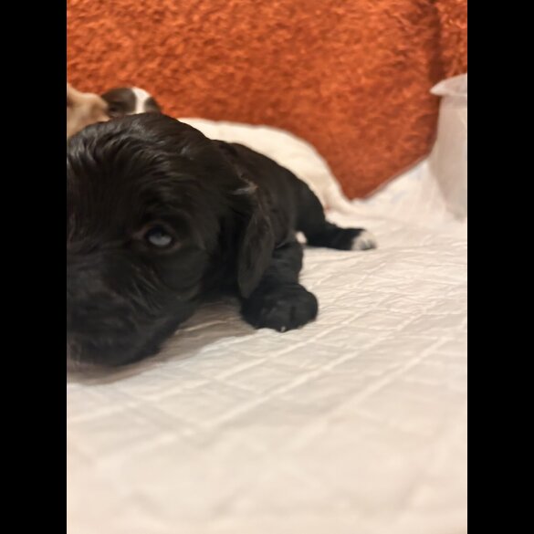 Cockapoo - Both