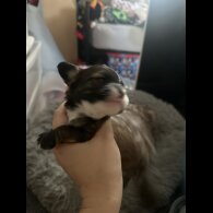 Shih Tzu - Both