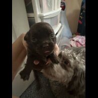 Shih Tzu - Both