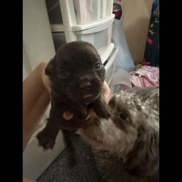 Shih Tzu - Both